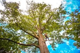 How Our Tree Care Process Works  in  Tok, AK