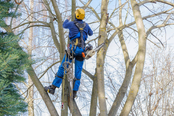 Leaf Removal in Tok, AK