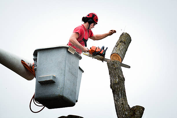 Best Arborist Consultation Services  in Tok, AK